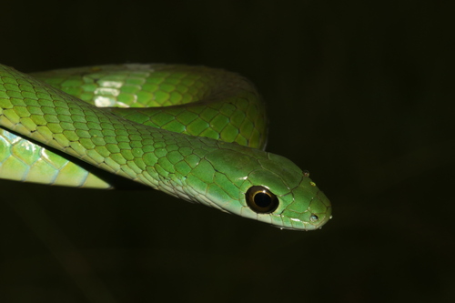 Western Green Snake