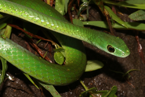 Western Green Snake