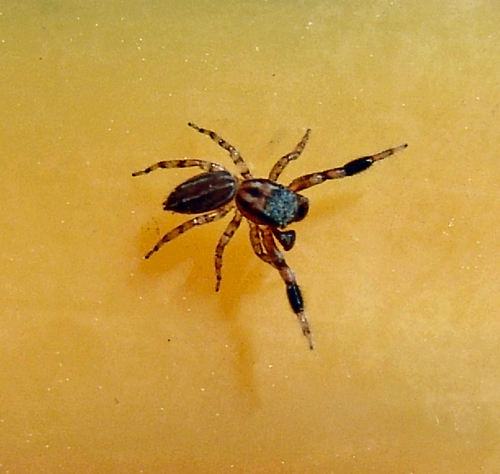 Four-lined Slender Jumping Spider photo 5
