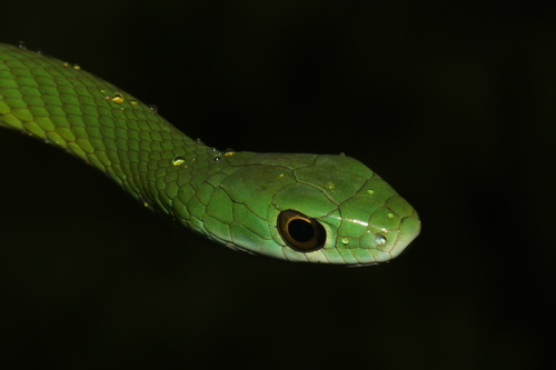 Western Green Snake