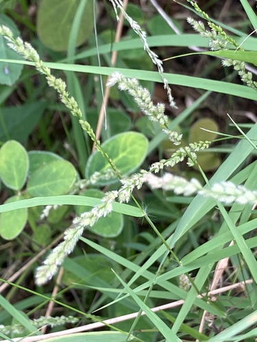 Gophertail lovegrass (Eragrostis ciliaris)