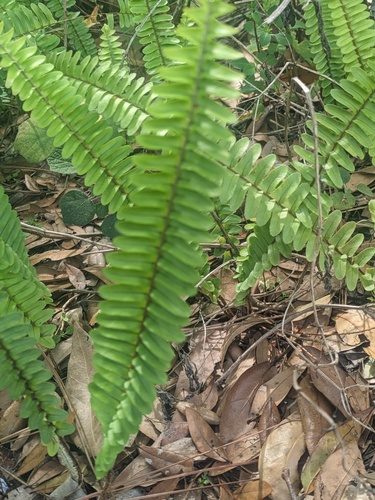 Nephrolepis cordifolia