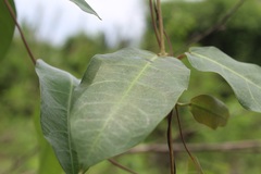 Apocynoideae