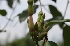 Apocynoideae
