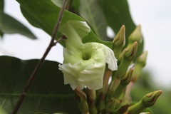 Apocynoideae