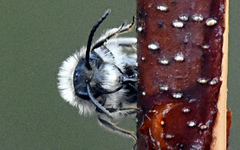 Andrena frigida
