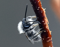 Andrena frigida
