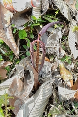 Arisaema nepenthoides