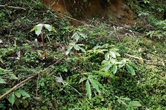 Arisaema nepenthoides