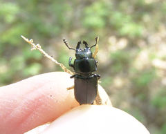 Platycerus