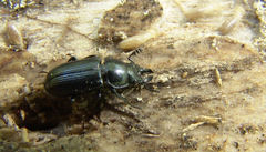 Platycerus