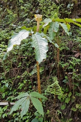 Arisaema nepenthoides