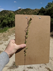 Clarkia epilobioides