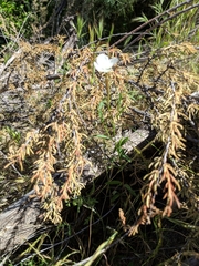 Clarkia epilobioides