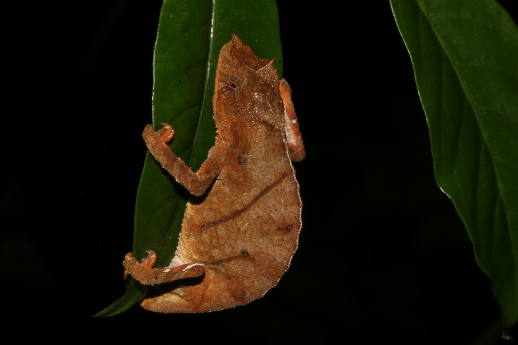 Nchisi Pygmy Chameleon
