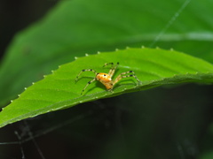 Argiope ocula