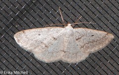 Lomographa semiclarata