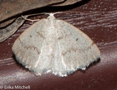 Lomographa semiclarata