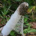 Phallus purpurascens - Photo (c) Jonathan Lorencetti Ehlert, algunos derechos reservados (CC BY-SA), subido por Jonathan Lorencetti Ehlert