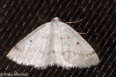 Lomographa semiclarata