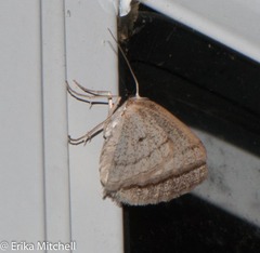 Lomographa semiclarata