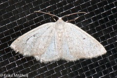 Lomographa semiclarata