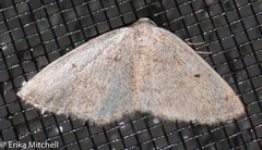 Lomographa semiclarata