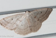 Lomographa semiclarata