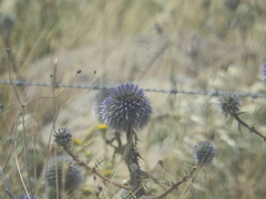 Echinops adenocaulos