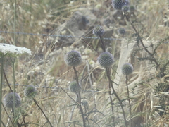 Echinops adenocaulos