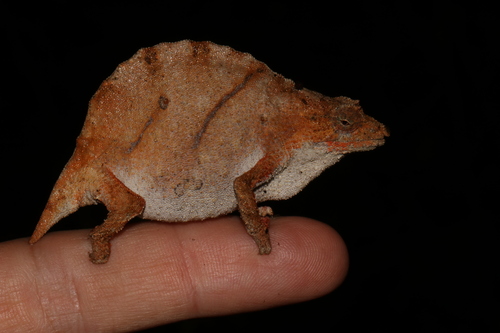 South African Stumptail Chameleon, Rhampholeon nchisiensis