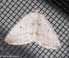 Lomographa semiclarata