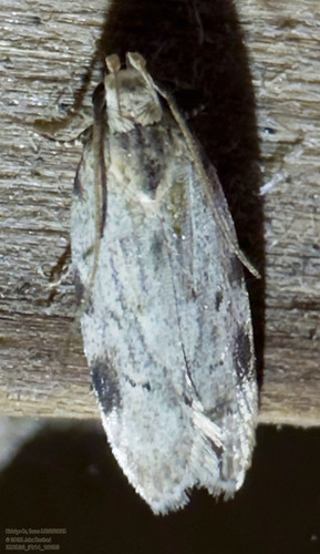 Mesquite Webworm Moth photo 3