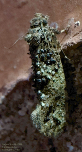 Cresson's Grass Tubeworm Moth photo 4
