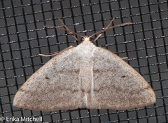 Lomographa semiclarata
