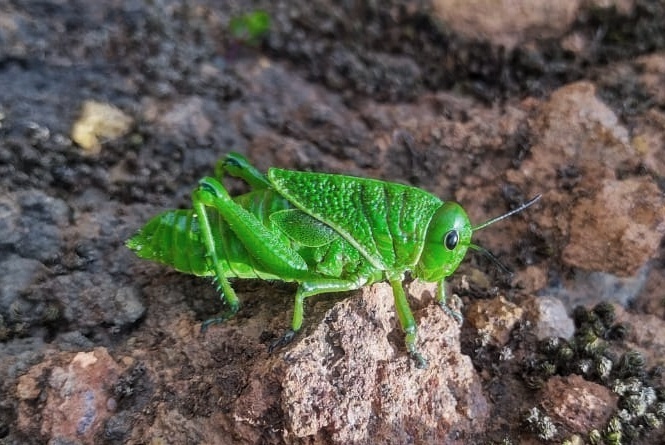 Pelecinotus cristobtusa