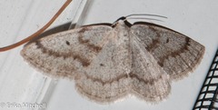 Lomographa semiclarata