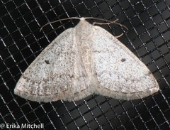 Lomographa semiclarata