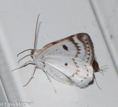 Lomographa semiclarata