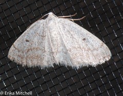 Lomographa semiclarata