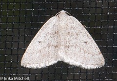 Lomographa semiclarata