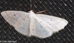 Lomographa semiclarata