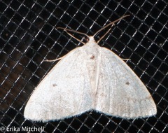 Lomographa semiclarata