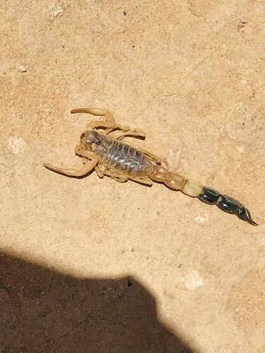 Ethiopian Thicktail Scorpion