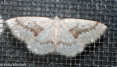 Lomographa semiclarata