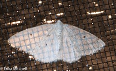 Lomographa semiclarata