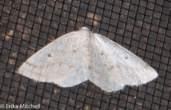 Lomographa semiclarata