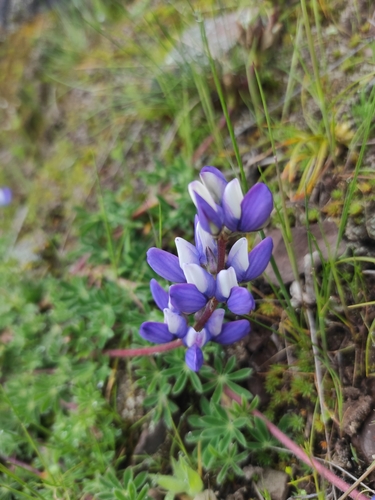 Lupinus chlorolepis