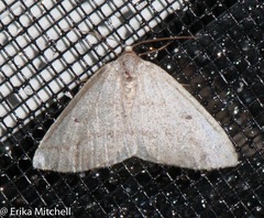 Lomographa semiclarata
