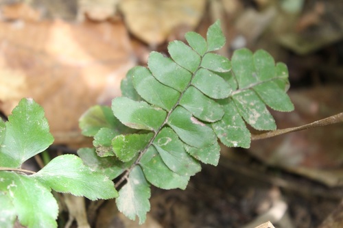 Image of Stalked Maidenhair Fern (Adiantum petiolatum) by (c) Andrés Ramírez-Barrera, some rights reserved (CC BY)
